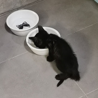 ΪС�����Ұ�è��ʿ������