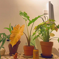 ��������������ֲ�����Ҳ��������