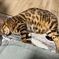 �ҵ��ϼ�����è�ֳ��˴���