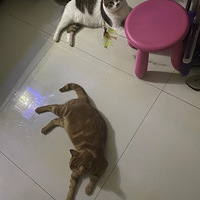 �Ҽҵ���ֻ��԰è����������Ԫ