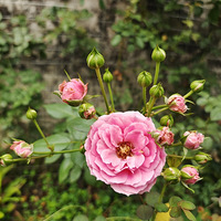 ����С�滨԰������