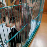 ��Ҫ����Сè��ô