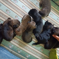 ��������