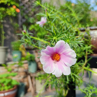 �������ˣ�ֲ��Ҳ��Ծ������