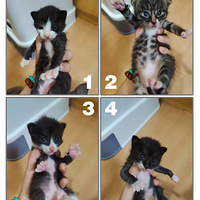 ����������è��һ�ѡ��⡿