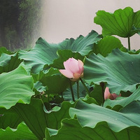 ����������ʢ��