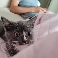Ӣ��è������