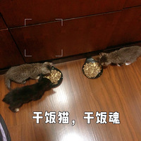 ���Ĵ��ݡ��Լ�6СèѰ�ף���������