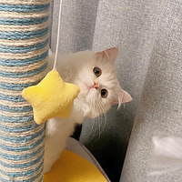 һֻ����ò��Сè�� ���Ҵ�����ϣ��������