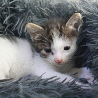 è������㳤��