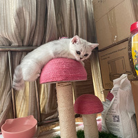 Сè�����Ϊ����������ʱ�䳤�̶���������