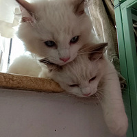 С��ż����
