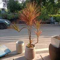 �Ҿ���ǧ��ľ��������бƸ������ֲ��֮һ��