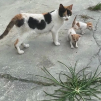 ������һֻ����è����һ�θ�̾�������湺�����㣡