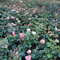 ��ű���������Ի��ˣ��ö���ȥ��©Ӵ