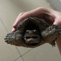 ���������ܳԣ�������