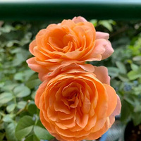 ��������fafa���ڿ��ˣ��������ң�