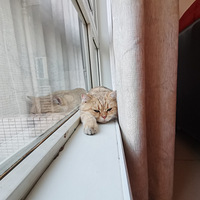 ����Ҳ��è��
