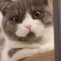 ��ϲ��������ϲ�����ŵ���è�ܵܣ��Ҹ�����