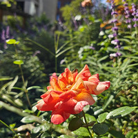 �������ů��������԰