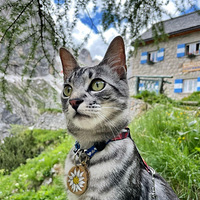 Ϊֲ  Dolomiti