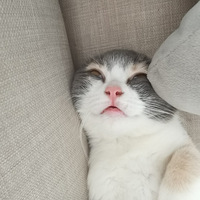 ��Ƥ˯������