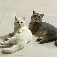 Ϊʲô�ҵ�èֻ�����ڼҵ�ʱ��Ż��ϲ�������