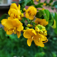 ���ϳ������۾��ǻƻƵ�