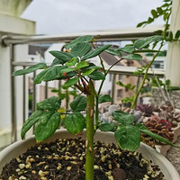 �������ң����л�Ǥ��ɹ���������