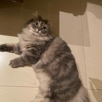 ��ҵĳ�ë���ɺ�����