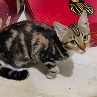 �������ϼ�ؼҵ�С�껨 ���Ѷ�˵��׬����