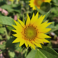 ̫������ĺܺ���