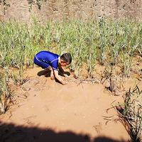 ���ղ̼Ҹ�������һ��ˣ��