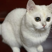 ������ܵܽ���