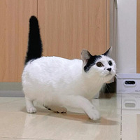 �������ص���԰����è��