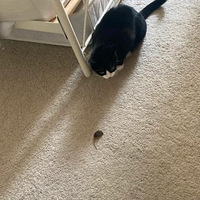 �Ҽ�è�ִ�����ץ��ֻ����ؼ� ��