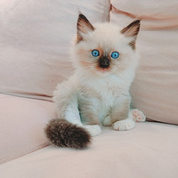 �ù��ɵĲ�ż