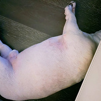 ������ֻС����