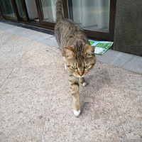 ��ĸɽè�乷��������