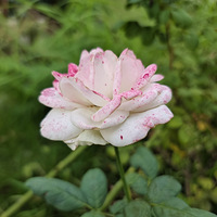 �����ź�С��԰