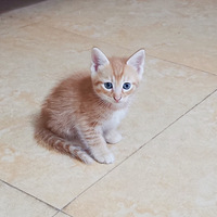 �����������ֵ��Сè��ȫ��ɫ��Ŷ��