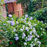 ��ɽ��������СԺ����ϲ����