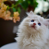 Сè������Ƭ��