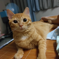 �Һ��ҵ�è�����и����