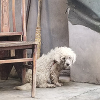 �����˰װ��������£����������������ӡ����ֵ����İ�Ц��