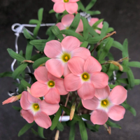 ����һ��Ҫ�����绨������