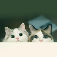 ��ϲ��è��ͽ�ë