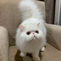 ����è���ճ�