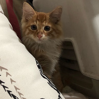 ������С��è������������������ֻ��ʵ��������