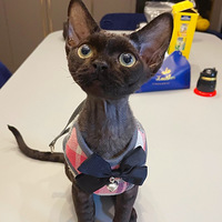 ��������һ���³�Ա��������